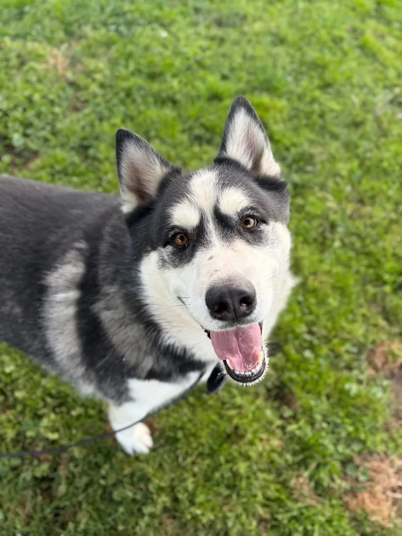 An adult large-sized male Black Husky dog named Maxx for adoption in Sonora, CA