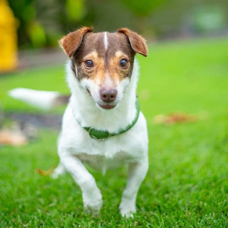 An adult small-sized male White / Cream Mixed Breed dog named Bert for adoption in Kailua Kona, HI