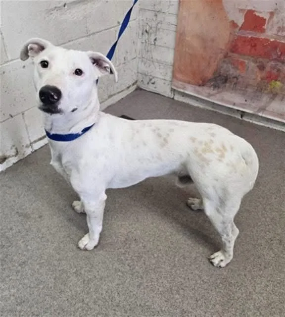 An adult medium-sized male Labrador Retriever dog named Oliver for adoption in San Diego, CA