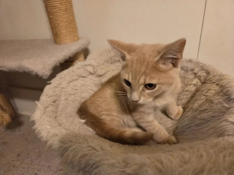 A baby medium-sized male Tabby cat named Fred and George for adoption in Greenville, DE