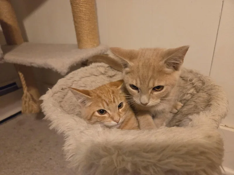 Fred and George thumbnail 2