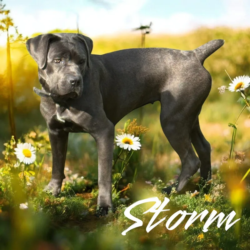 Storm thumbnail 3
