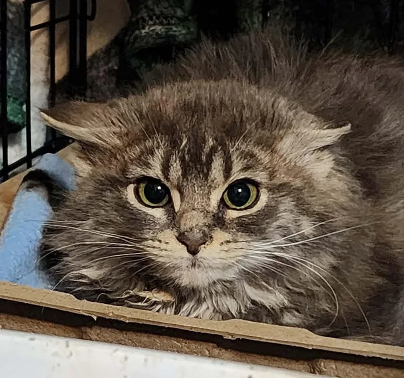 A young medium-sized male Domestic Medium Hair cat named Spruce for adoption in Delran, NJ