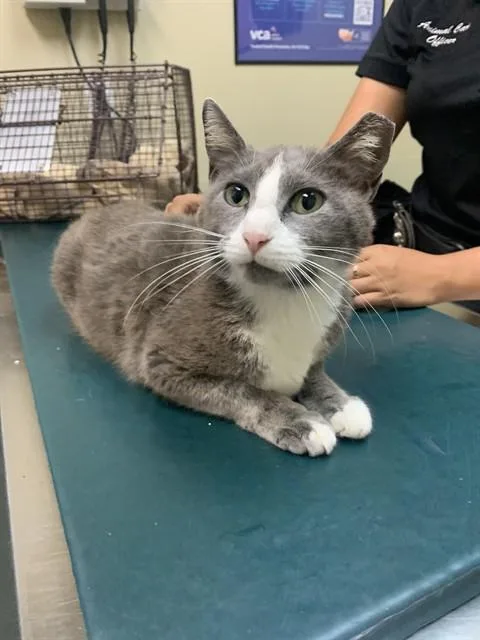 An adult medium-sized female Domestic Short Hair cat named Cleodora for adoption in Corpus Christi, TX