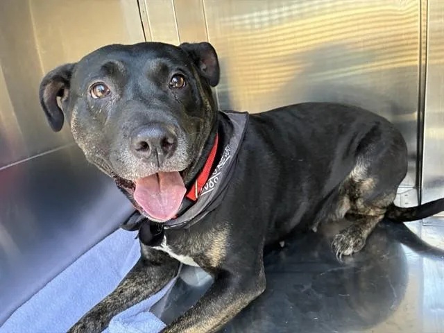 An adult large-sized female Pit Bull Terrier dog named Buttons for adoption in Mesa, AZ