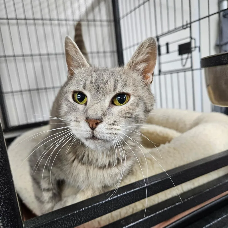 A young medium-sized female Domestic Short Hair cat named Sonic for adoption in Ridgely, MD