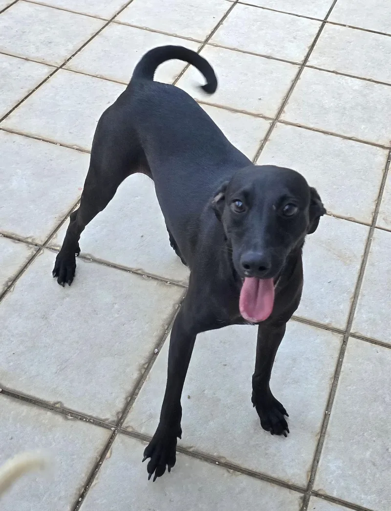 Ebony