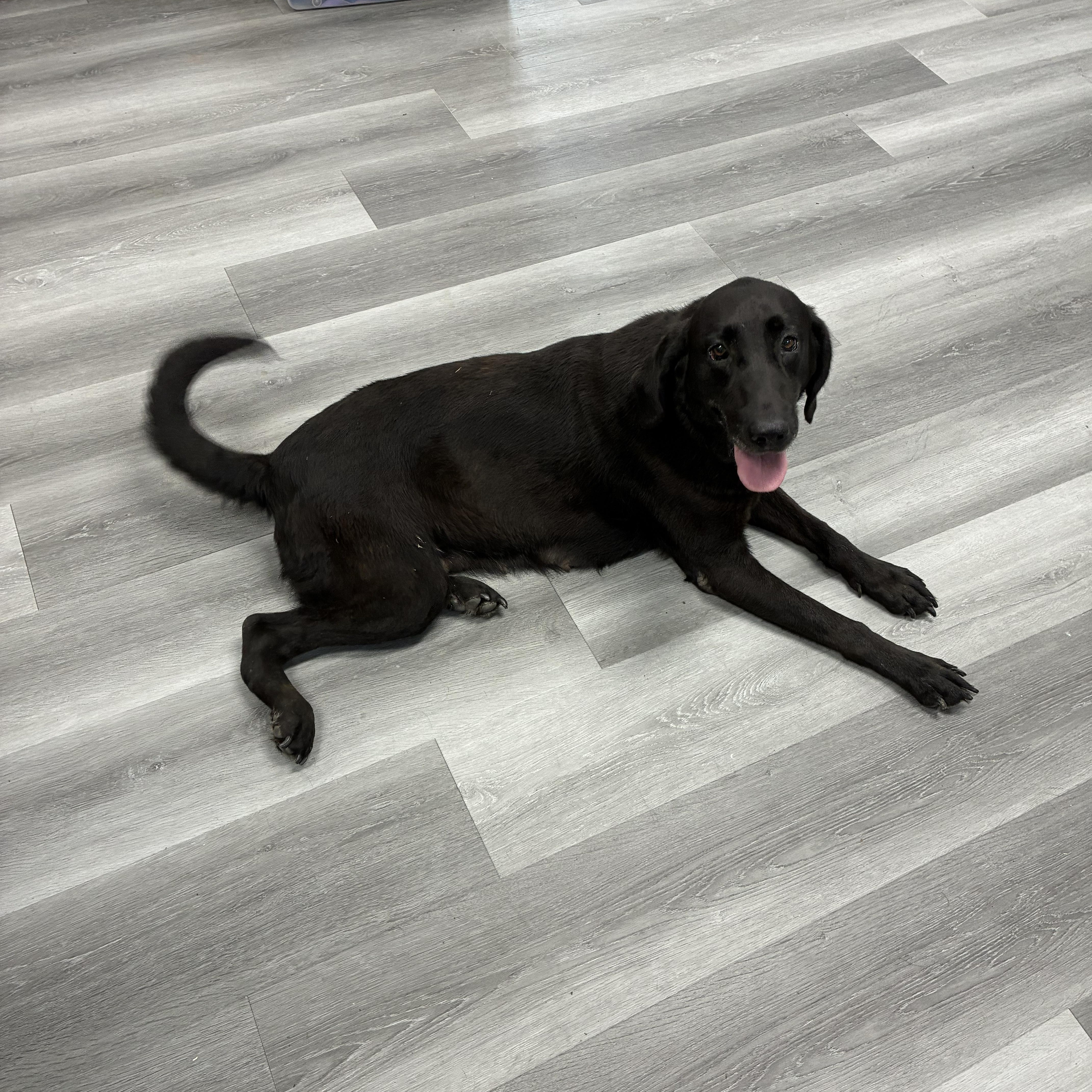 An adult medium-sized female Black Labrador Retriever dog named Jackie for adoption in Bamberg, SC