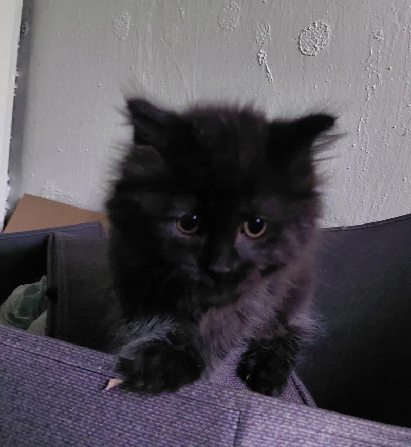 A baby small-sized female Black Domestic Long Hair cat named C Litter Sybel for adoption in Livonia, MI