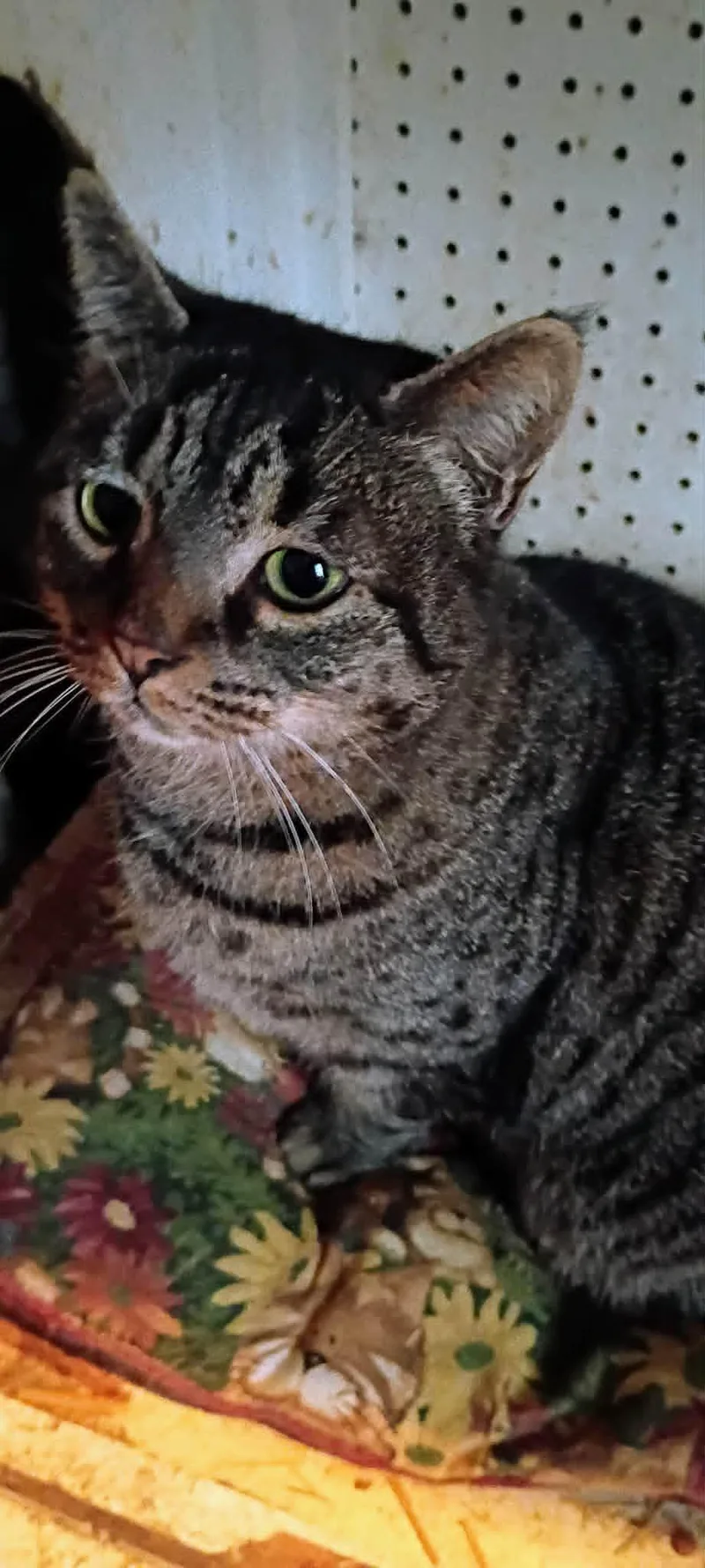 An adult medium-sized male Domestic Short Hair cat named Bert for adoption in Mountain City, TN