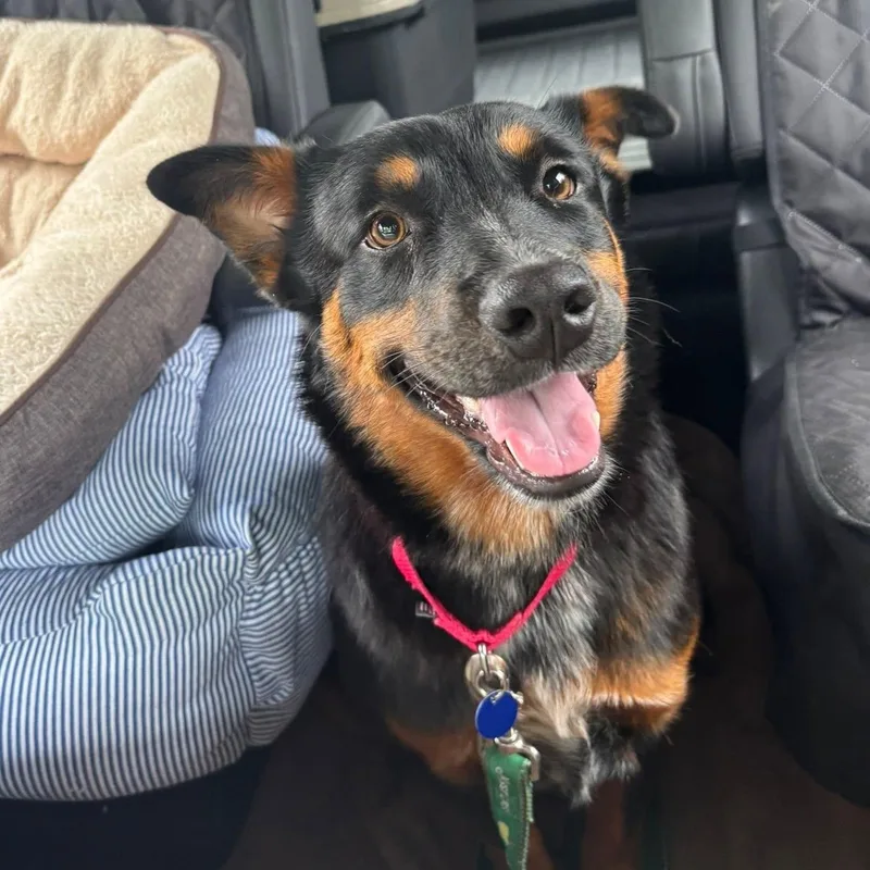 A young medium-sized female Australian Shepherd dog named Jewels is in Portland for adoption in Redmond, WA