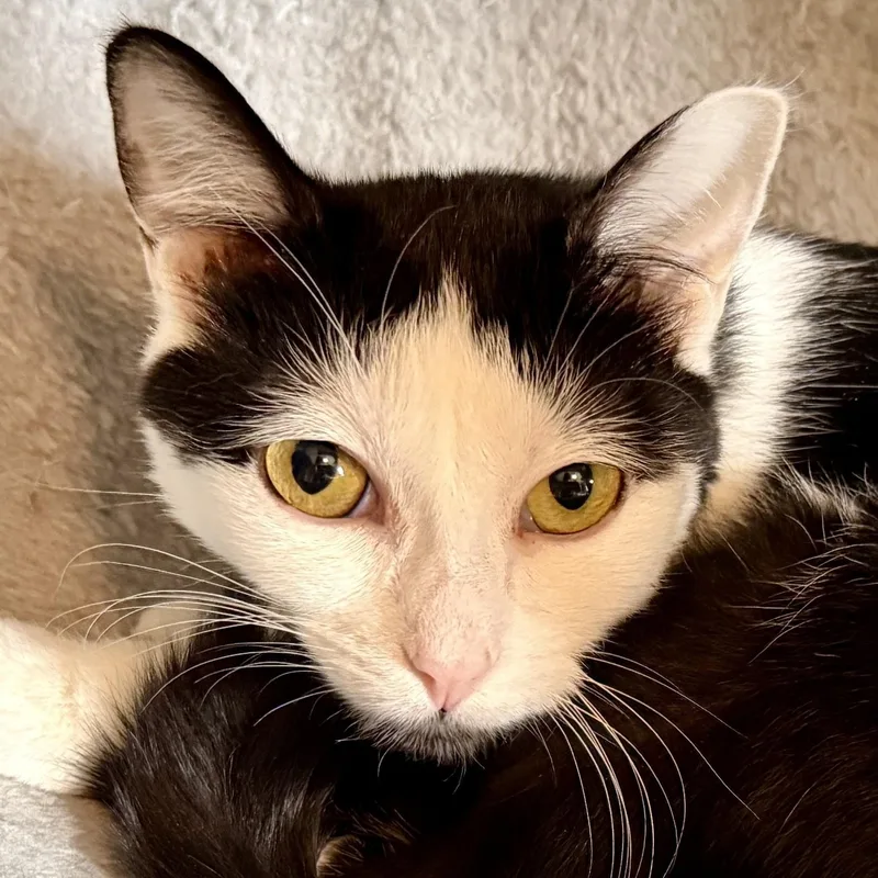 A young medium-sized female Black & White / Tuxedo Domestic Short Hair cat named Tula for adoption in Blaine, MN