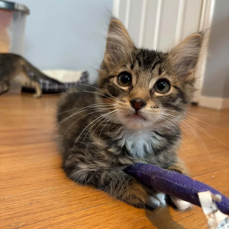 A baby small-sized male Tabby (Brown / Chocolate) Domestic Medium Hair cat named Bacon for adoption in Antioch, CA