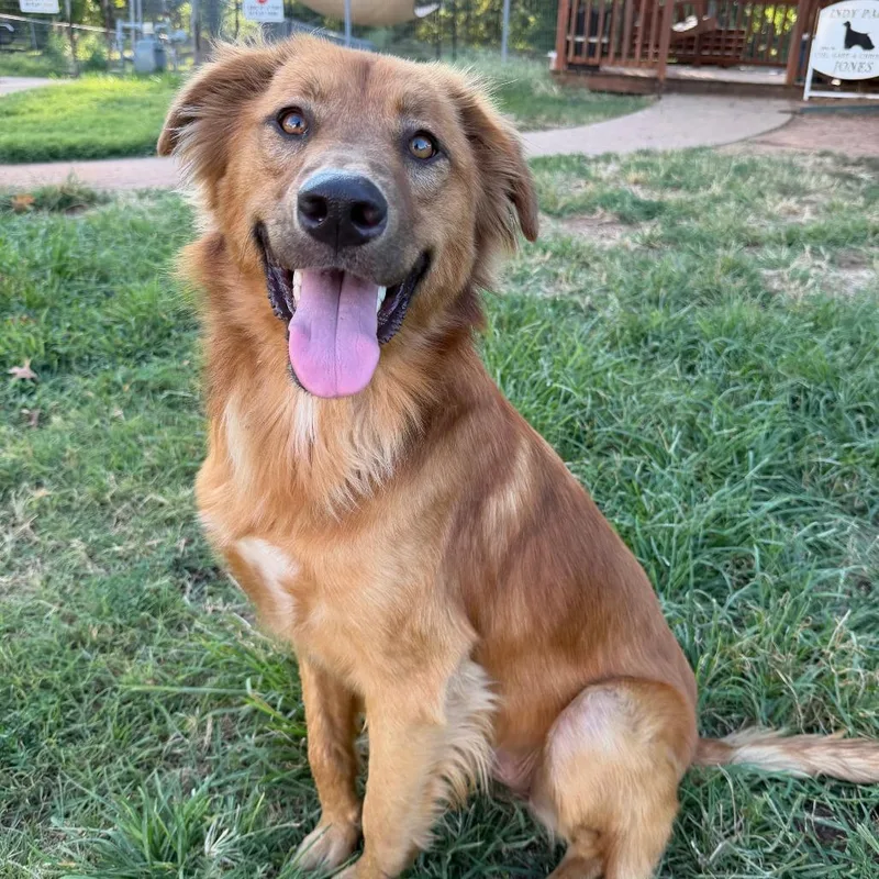 An adult large-sized male Golden Flat-Coated Retriever dog named Louis for adoption in Stillwater, OK