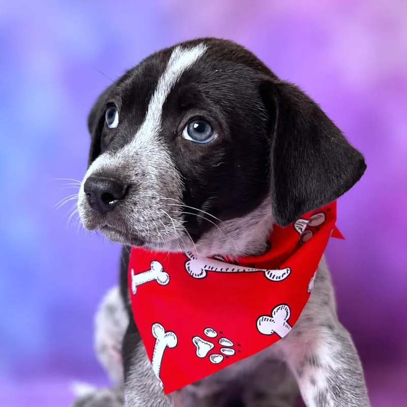 A baby small-sized male White / Cream Australian Cattle Dog / Blue Heeler named Flint for adoption in Boerne, TX