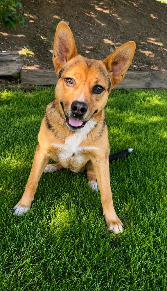 A young medium-sized male German Shepherd Dog dog named Clyde for adoption in Pleasant Hill, CA