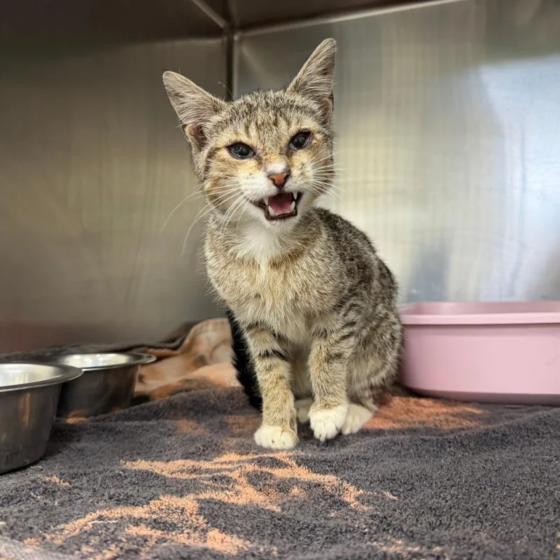 A baby small-sized male Brown / Chocolate Domestic Short Hair cat named Marty for adoption in Auburn, AL