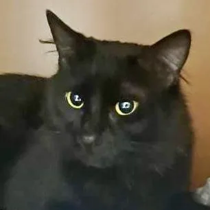 An adult small-sized male Domestic Medium Hair cat named Robby for adoption in Burlington, WA