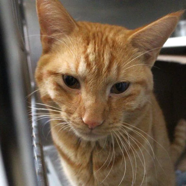 A young large-sized male Domestic Short Hair cat named Blango for adoption in Des Moines, IA