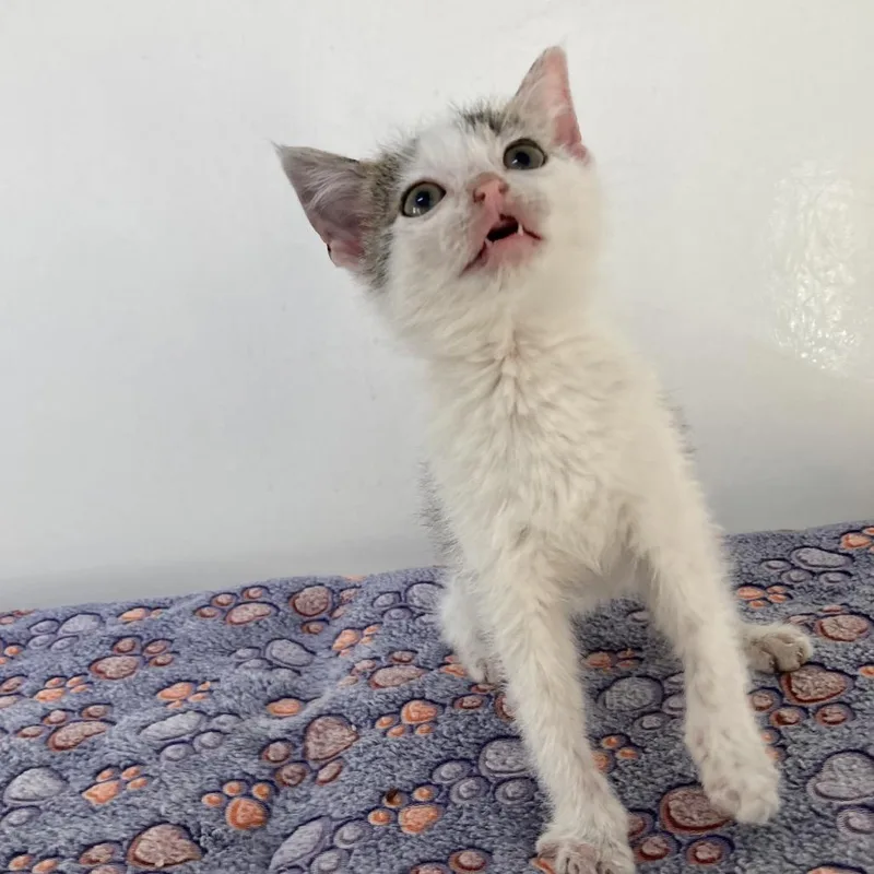 A baby small-sized male Gray / Blue / Silver Domestic Short Hair cat named Tarnation for adoption in Kanab, UT