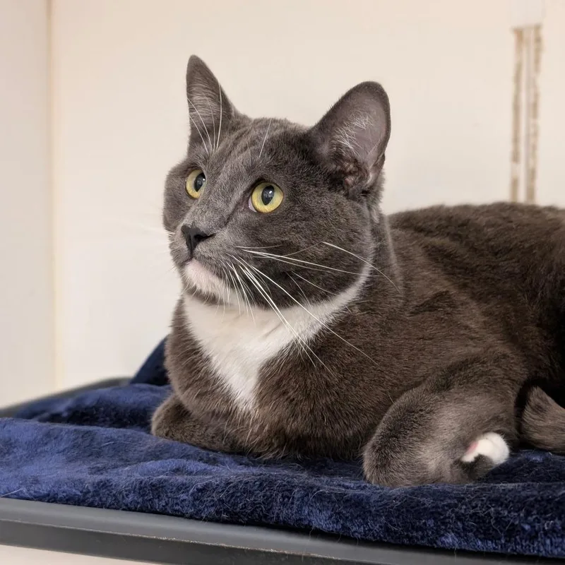 An adult large-sized male Gray / Blue / Silver Domestic Short Hair cat named Kayson City Of Industry for adoption in Chino Hills, CA