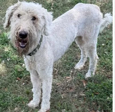An adult medium-sized male White / Cream Standard Poodle dog named Scott for adoption in San Leon, TX