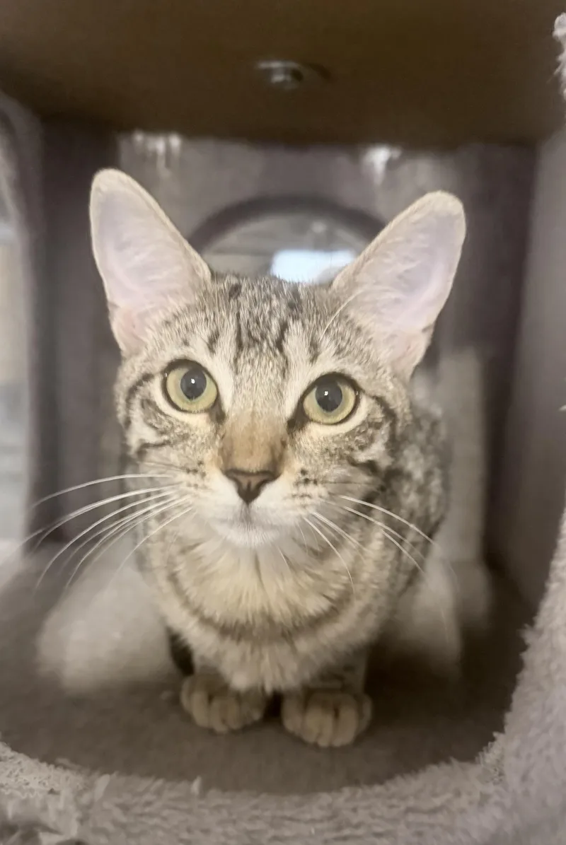 A baby medium-sized female Tabby (Gray / Blue / Silver) Domestic Short Hair cat named Sheegers for adoption in Metairie, LA