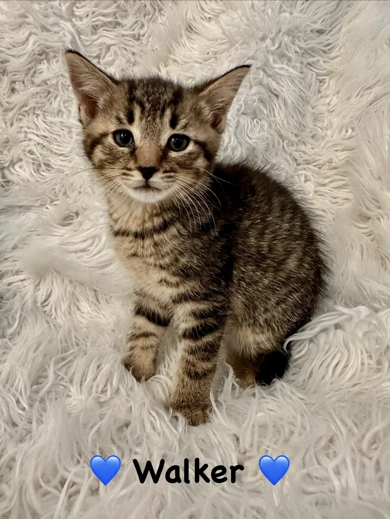 A baby medium-sized male Tabby (Brown / Chocolate) Domestic Short Hair cat named Walker for adoption in Copley, OH