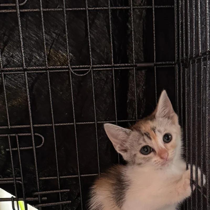 A baby small-sized female Calico Domestic Short Hair cat named Gretchen for adoption in Pittsburgh, PA