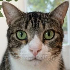 An adult medium-sized male Brown / Chocolate Domestic Short Hair cat named Bootsie for adoption in Gastonia, NC