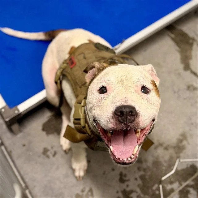 A senior medium-sized female American Bulldog dog named Daisy for adoption in Tavares, FL