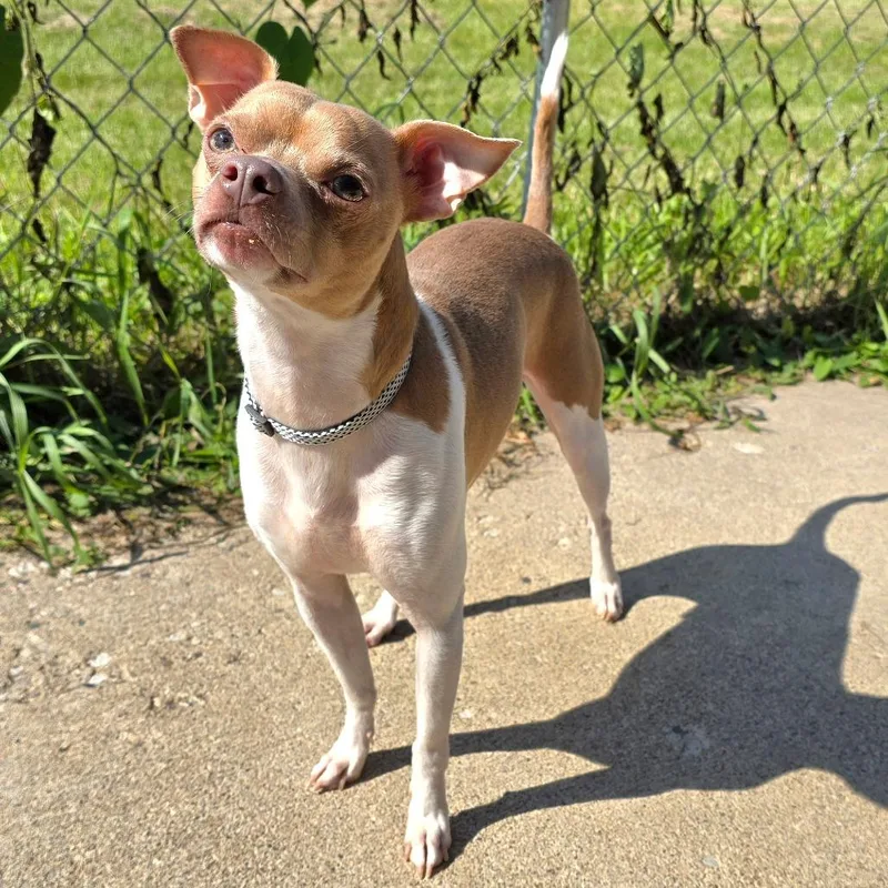 An adult small-sized male Chihuahua dog named Torpedo for adoption in Owosso, MI