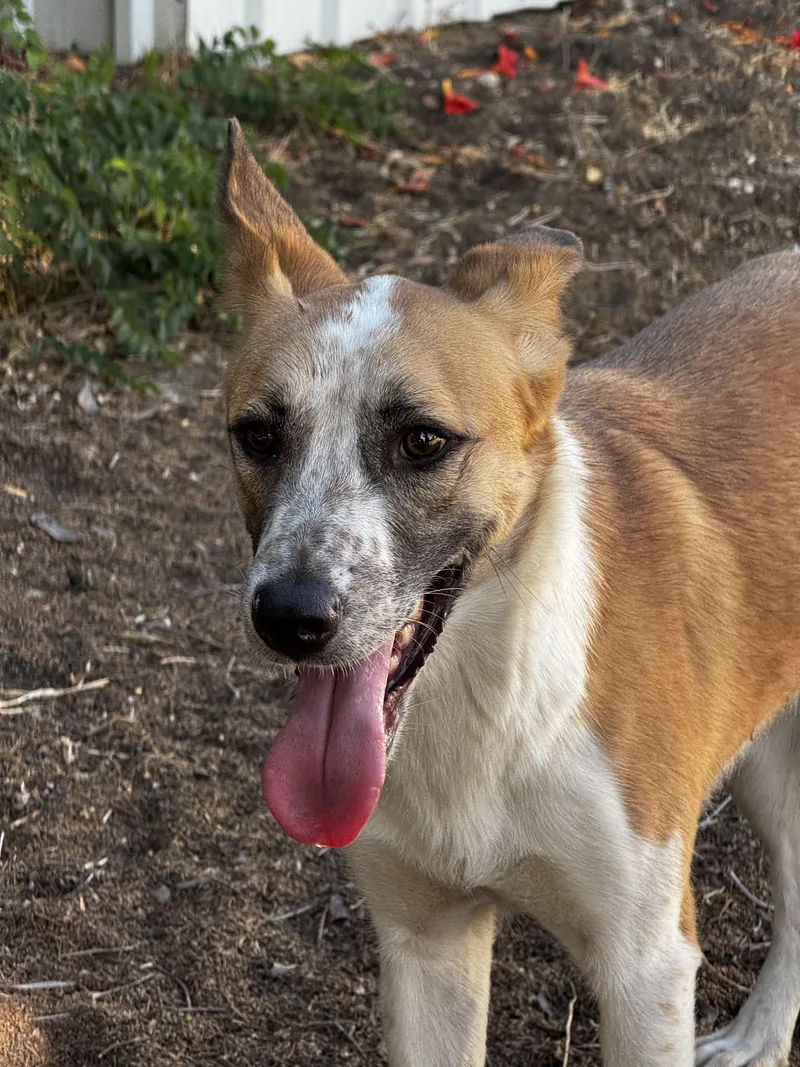 A young medium-sized female Apricot / Beige Canaan Dog named Sham for adoption in Somerset, NJ
