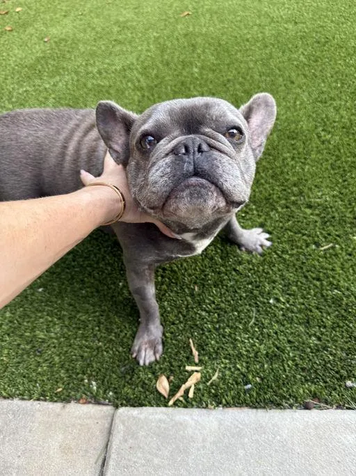 An adult medium-sized male French Bulldog dog named Buggy for adoption in Los Angeles, CA