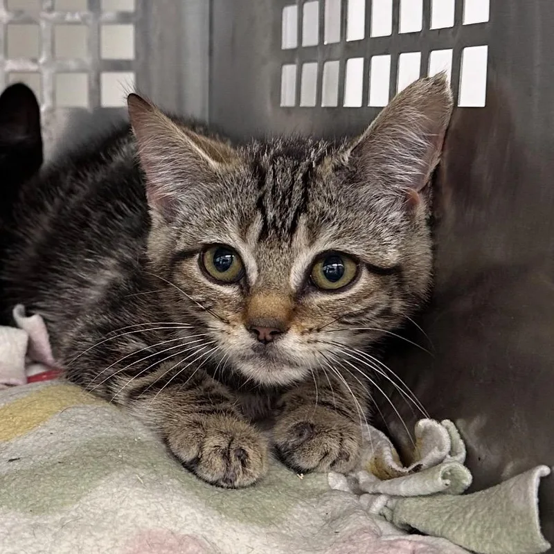 A baby small-sized female Brown / Chocolate Domestic Short Hair cat named Stormy for adoption in Mount Vernon, IN