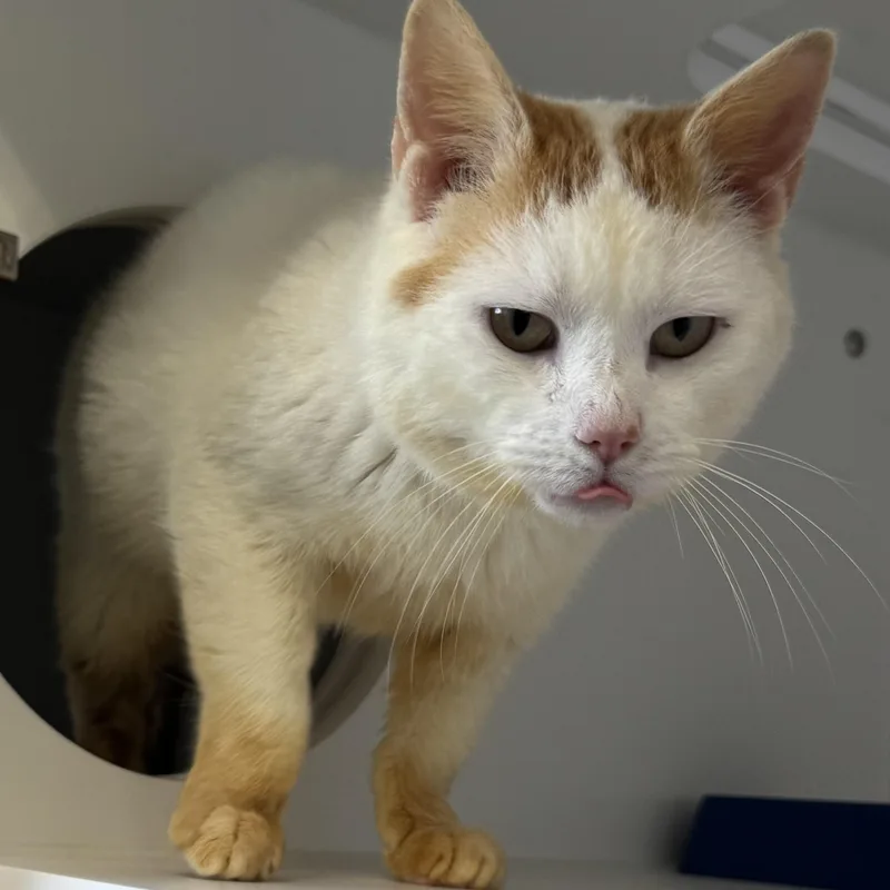 Small Fry thumbnail 3