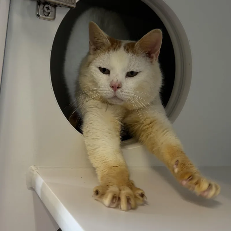 Small Fry thumbnail 4