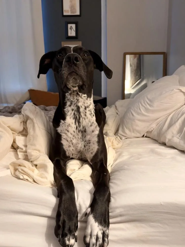 An adult medium-sized female Tricolor (Brown, Black, & White) Great Dane dog named Mabel nka Majel for adoption in Columbus, OH