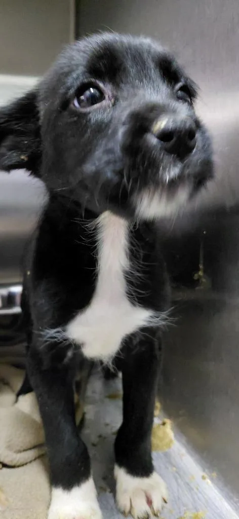 A baby small-sized male Mixed Breed dog named Irish for adoption in Henderson, NC