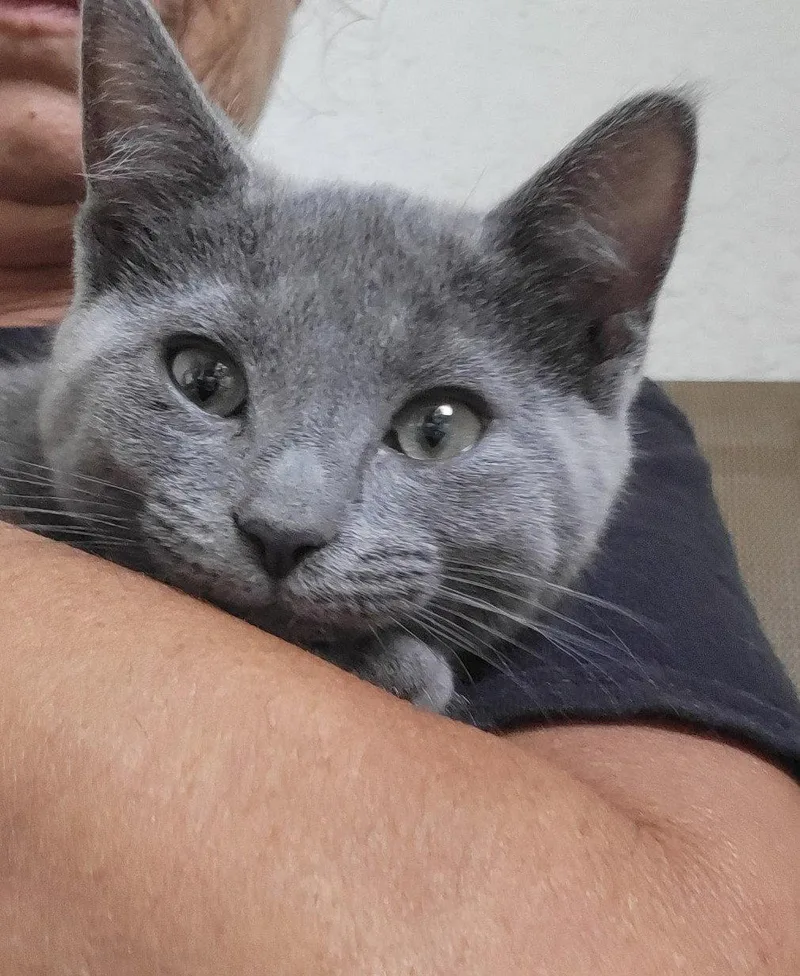 A baby medium-sized female Gray / Blue / Silver Russian Blue cat named Tilly for adoption in Fort Myers, FL