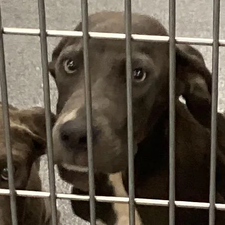 Roscoe