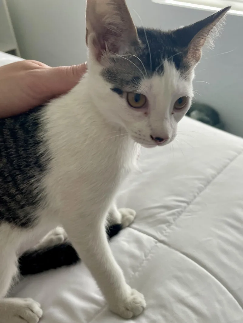A baby small-sized female Gray & White Domestic Short Hair cat named Verona CR for adoption in Schertz, TX