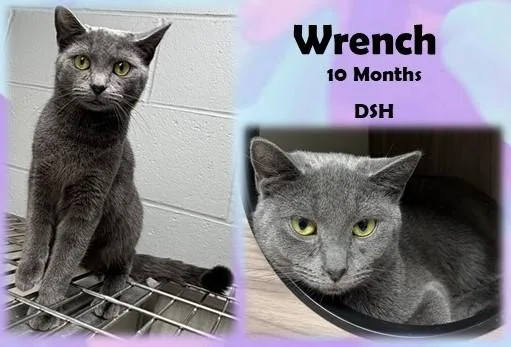 An adult medium-sized female Gray / Blue / Silver Domestic Short Hair cat named Wrench for adoption in Franklin, IN
