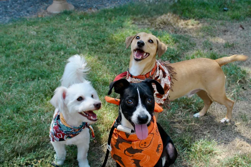 A young small-sized male Red / Chestnut / Orange Dachshund dog named Archie for adoption in Houston, TX