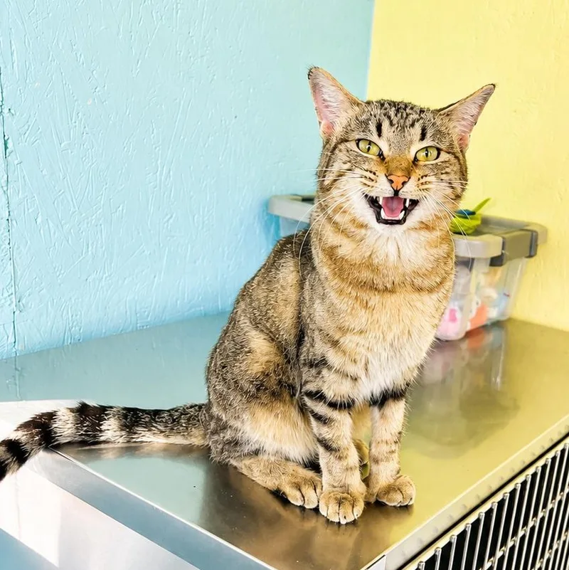 An adult medium-sized male Tabby (Brown / Chocolate) Domestic Short Hair cat named Leonardo for adoption in Jamestown, ND