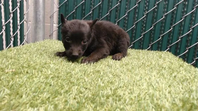 A baby medium-sized female German Shepherd Dog dog named Blanche for adoption in Downey, CA