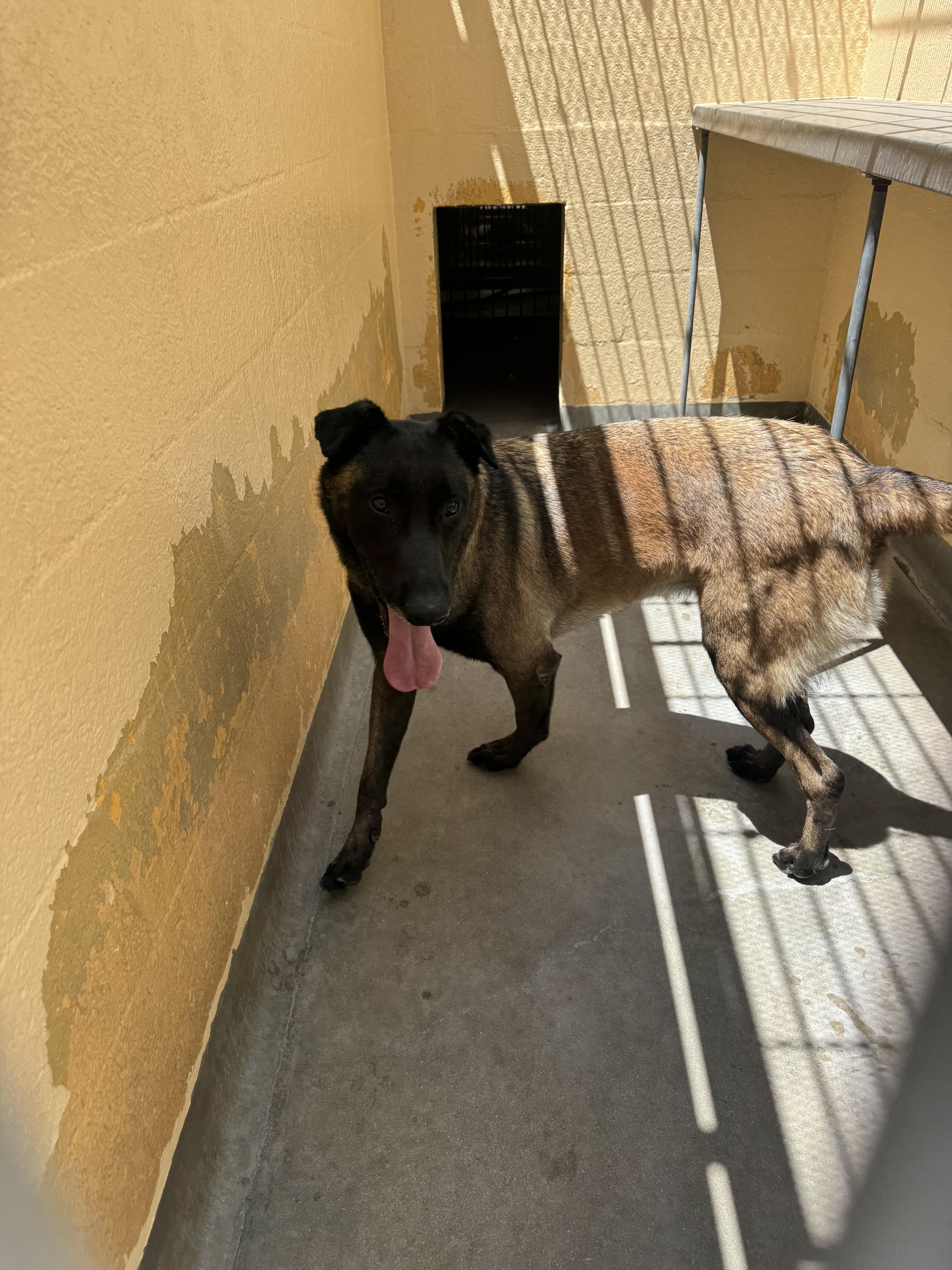 An adult large-sized male Belgian Shepherd / Malinois dog named Rocky for adoption in Chatsworth, CA