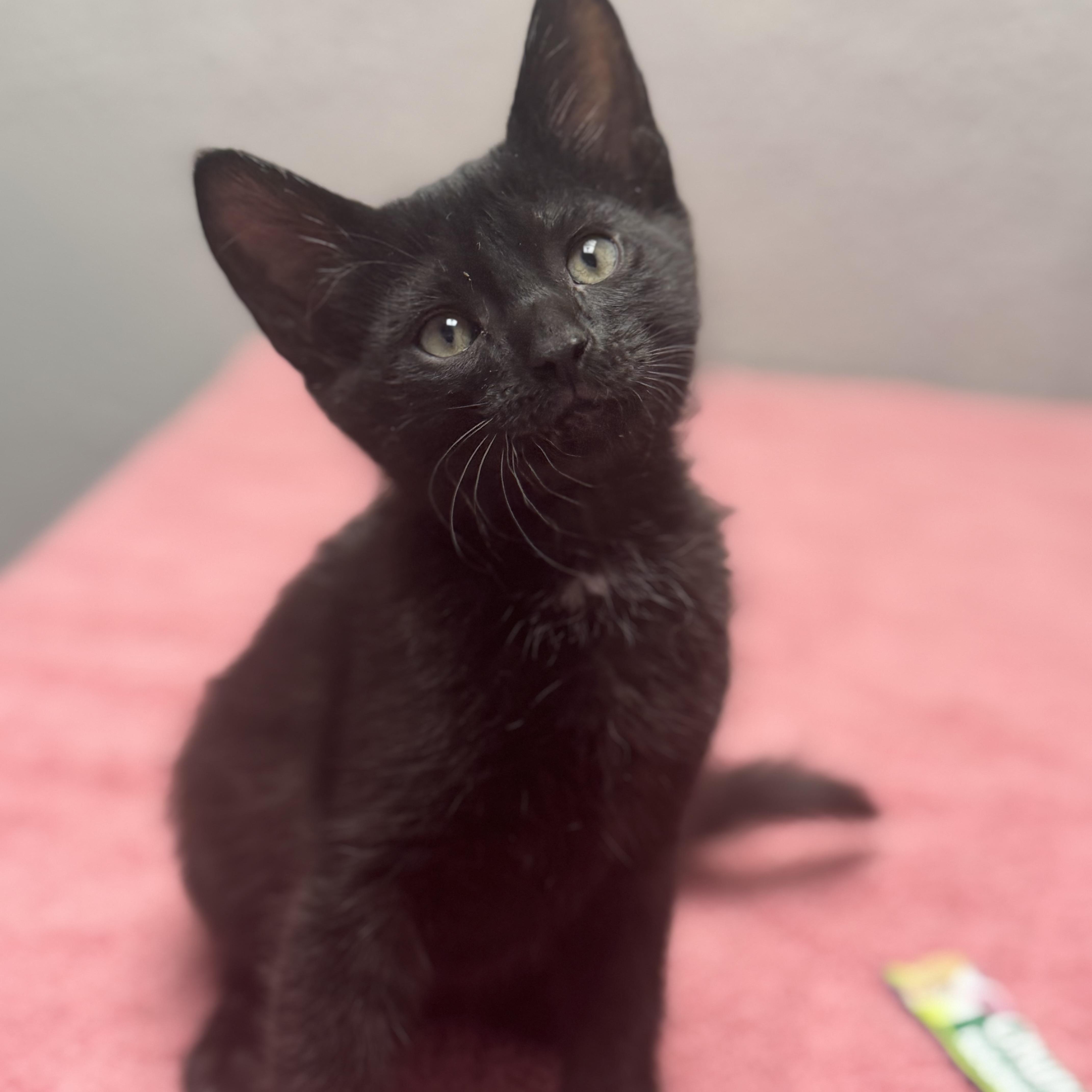 A baby medium-sized male Black Domestic Short Hair cat named Butter for adoption in Walker, MI