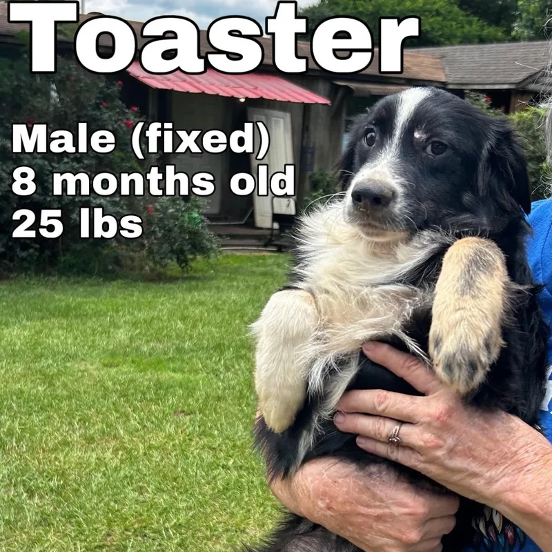 Toaster