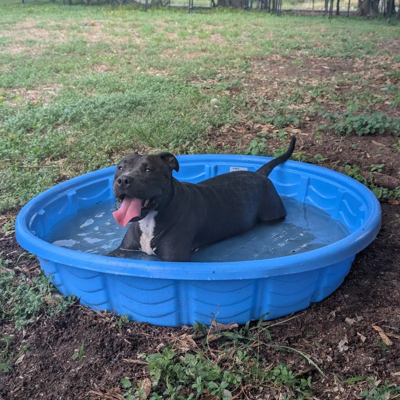 An adult medium-sized female Mixed Breed dog named Nova . for adoption in Volcano, HI